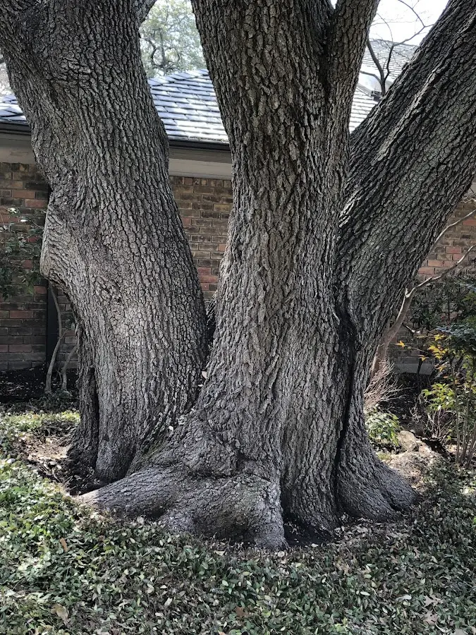 Mature heritage tree close to a North Bend property cared for by certified arborists